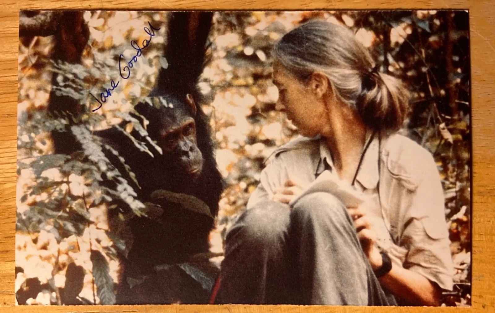 Hand SIGNED Jane Goodall ~6x4 Postcard (w/ Wunda) - Primatologist Anthropologist, изображение 2
