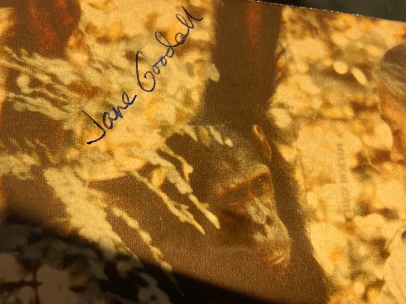 Hand SIGNED Jane Goodall ~6x4 Postcard (w/ Wunda) - Primatologist Anthropologist, изображение 3