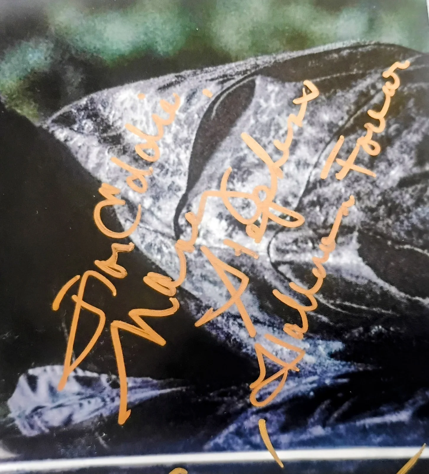 James Jude Courtney & Nancy Stephens Signed Photo JSA COA Halloween NO US TARIFF, изображение 4