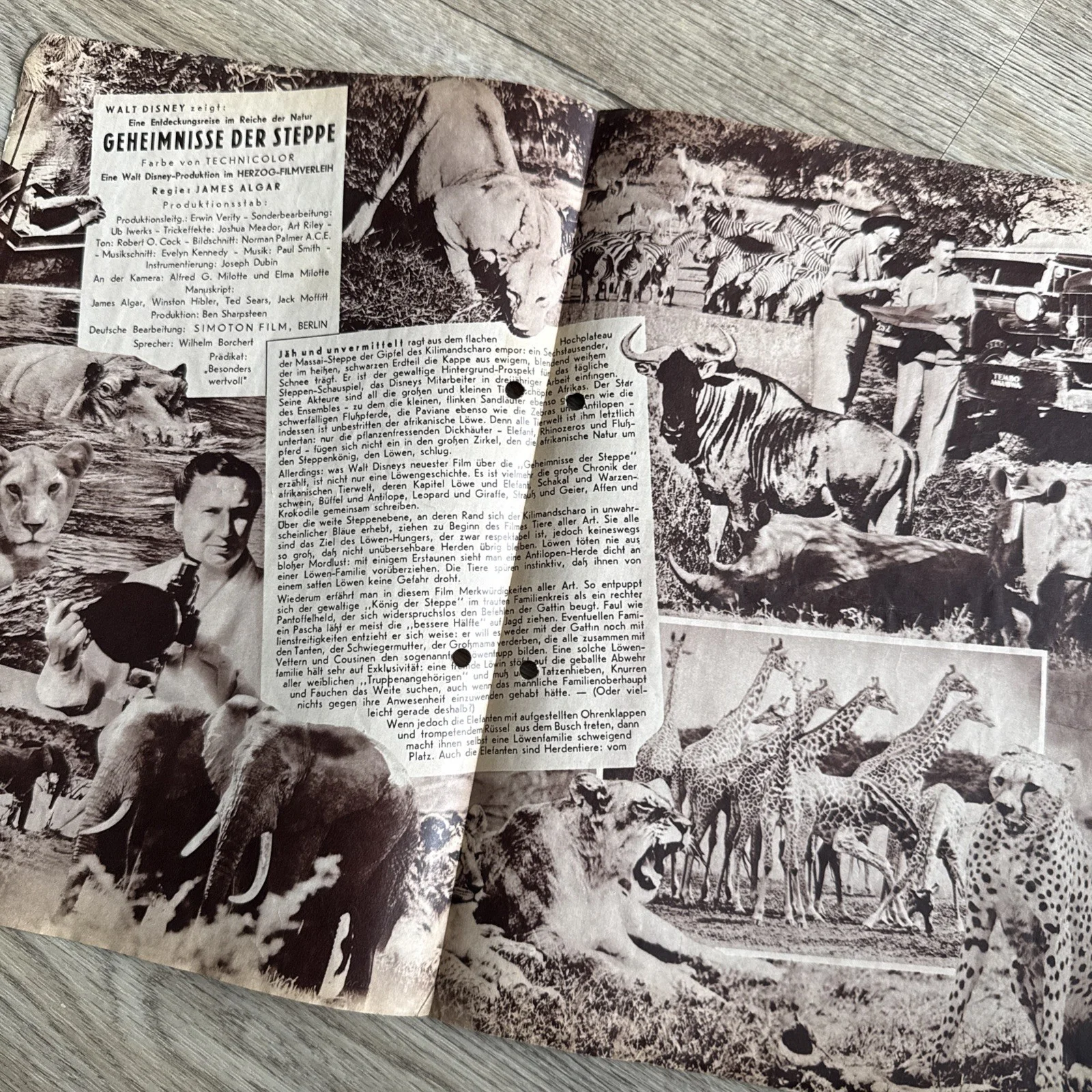 Walt Disney THE AFRICAN LION German Cinema Programme Winston Hibler James Algar, изображение 2