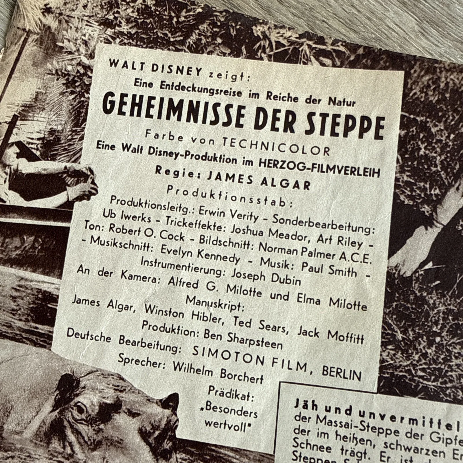 Walt Disney THE AFRICAN LION German Cinema Programme Winston Hibler James Algar, изображение 3
