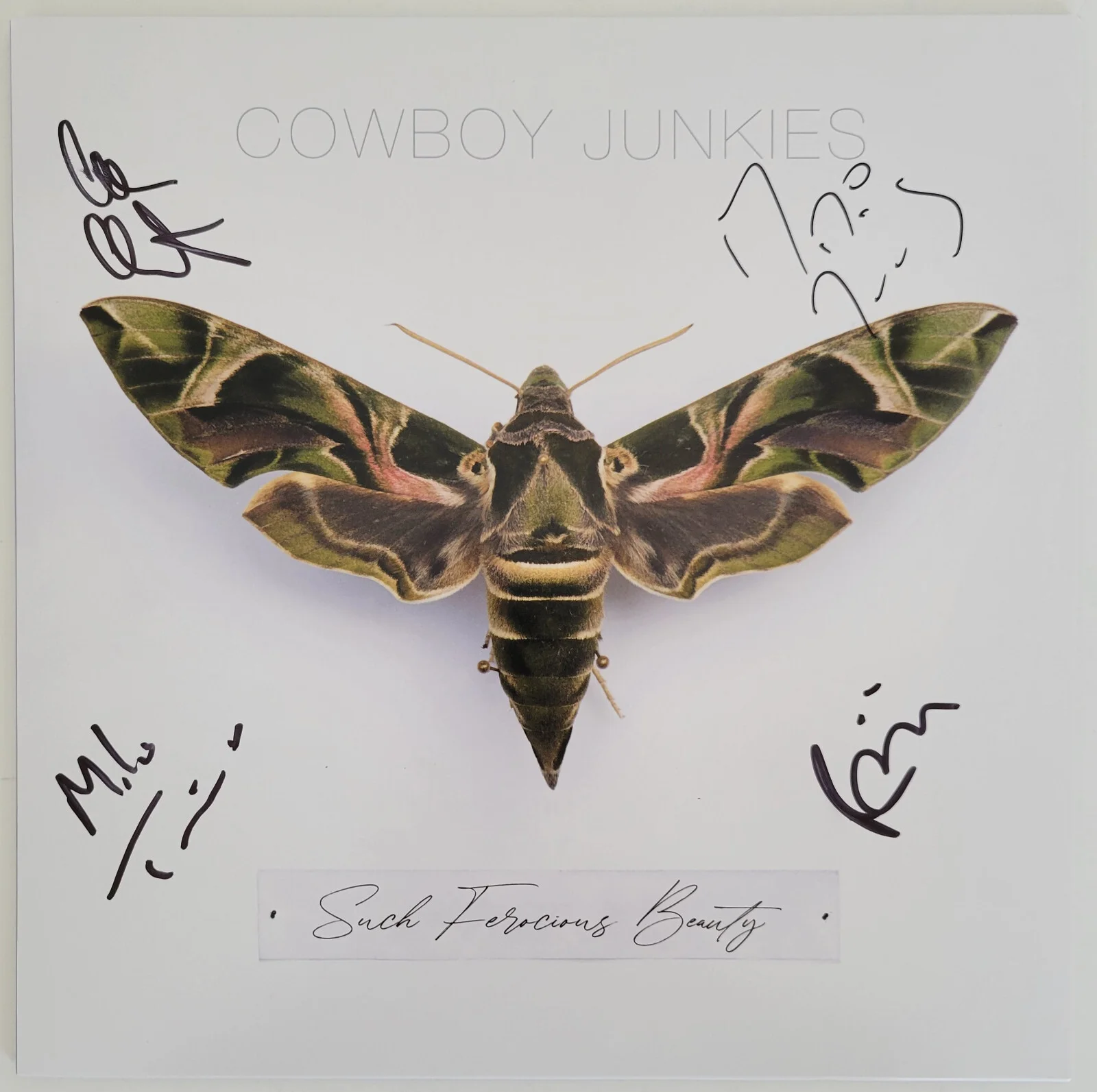Cowboy Junkies signed Such Ferocious Beauty album JSA COA autograph vinyl Record, image 3