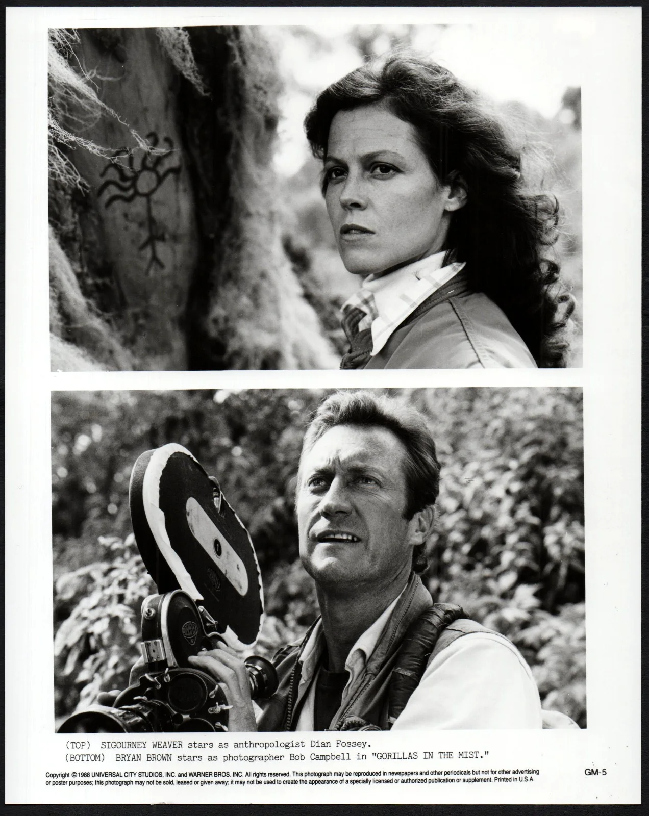 GORILLAS IN THE MIST 1988 Sigourney Weaver - Dian Fossey 4 10x8 STILLS, изображение 3