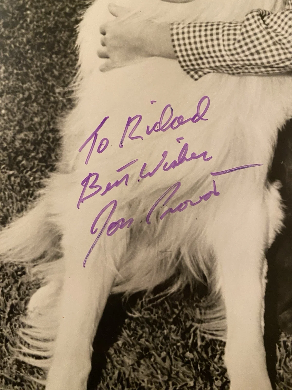 Jon Provost — Jon Provost Signed Autographed Photo Timmy Lassie IN PERSON, изображение 2