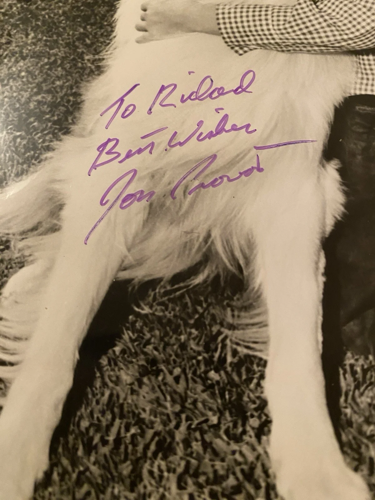 Jon Provost — Jon Provost Signed Autographed Photo Timmy Lassie IN PERSON, изображение 3