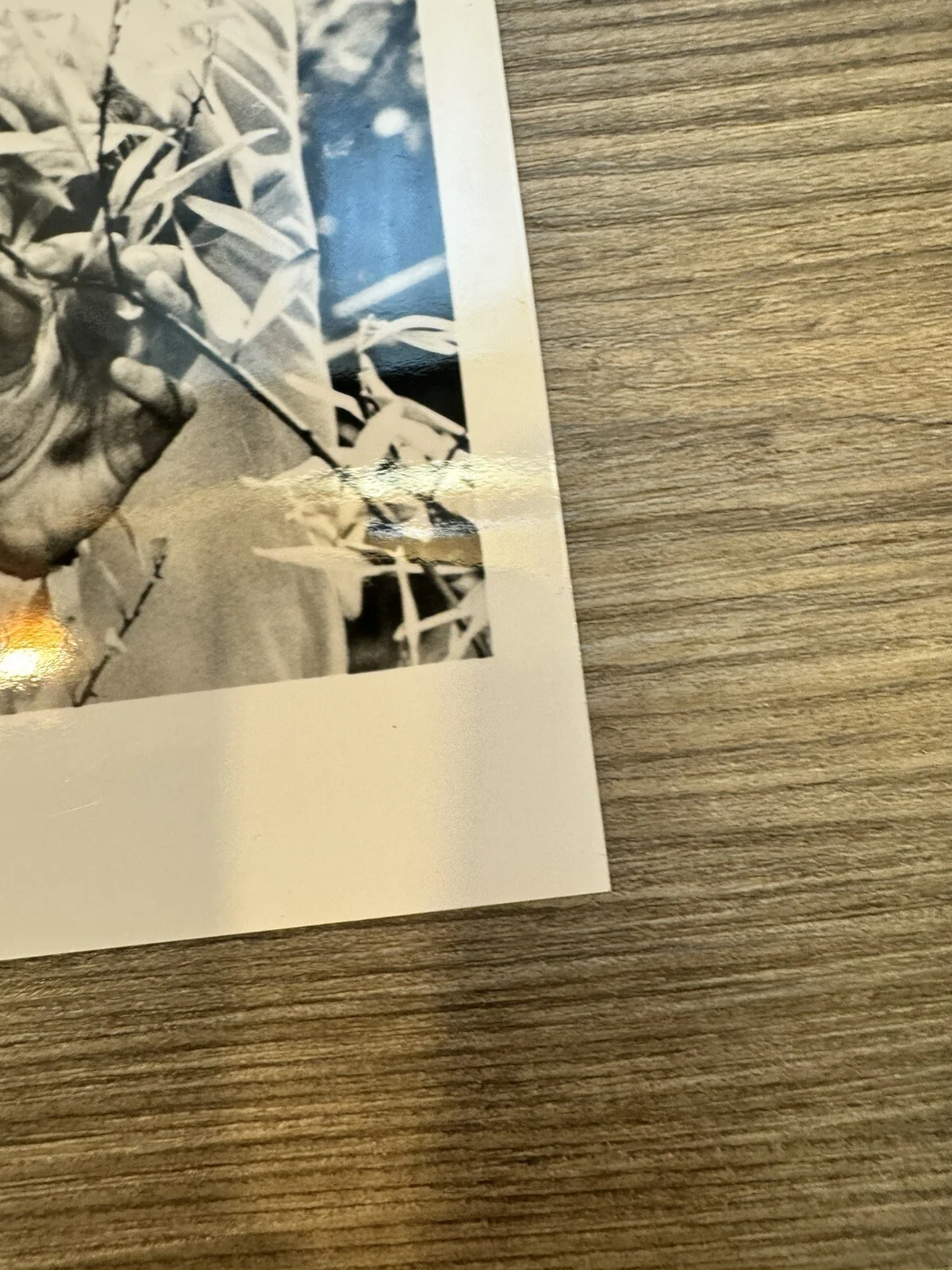Leonard Nimoy — Star Trek OS search For Spock 8x10 Signed By Robin Curtis NO COA and 8x10 Pacard, image 4