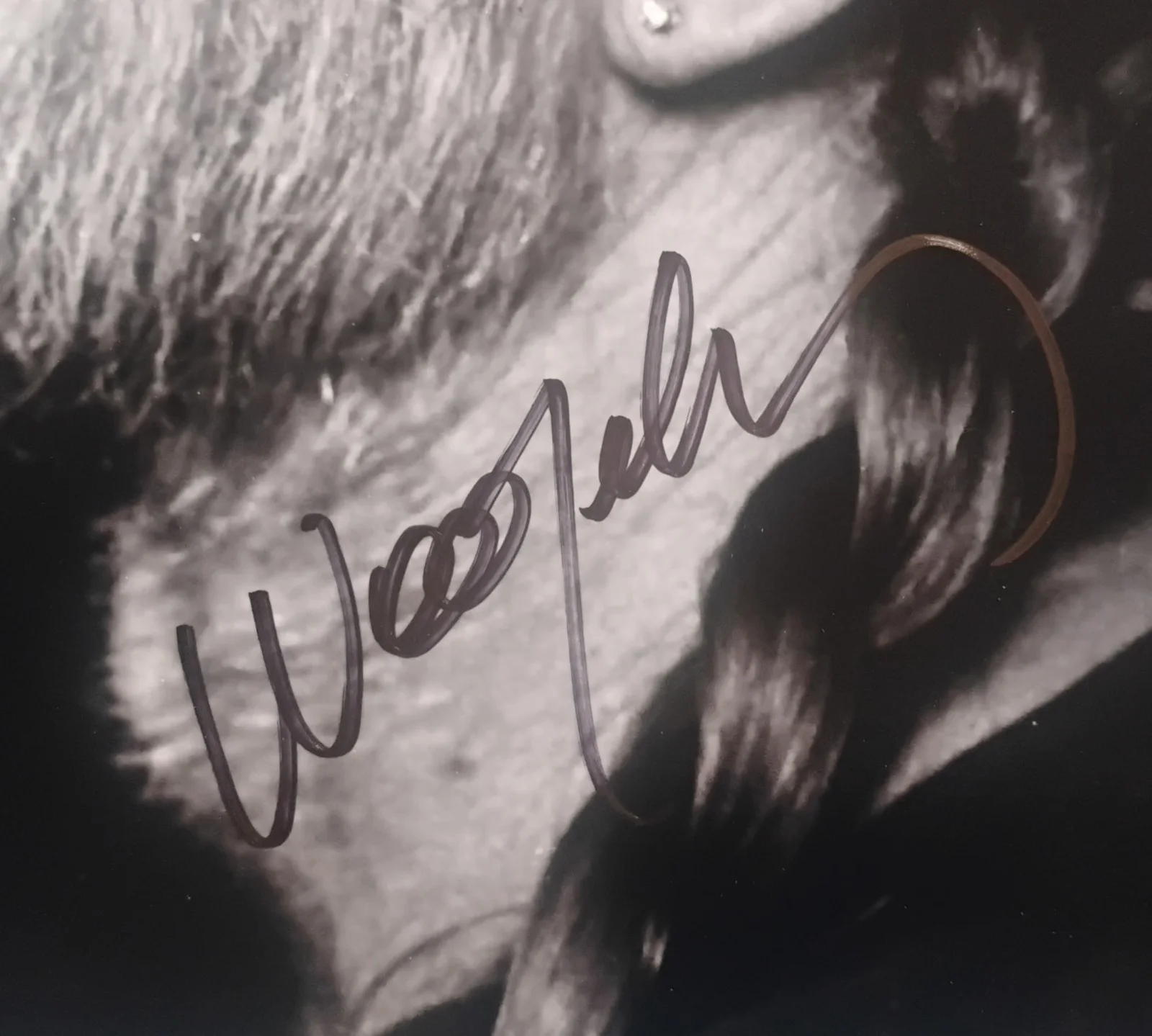 Willie Nelson Hand Signed Autograph 11x14 Photo COA - NO US TARIFFS, image 3