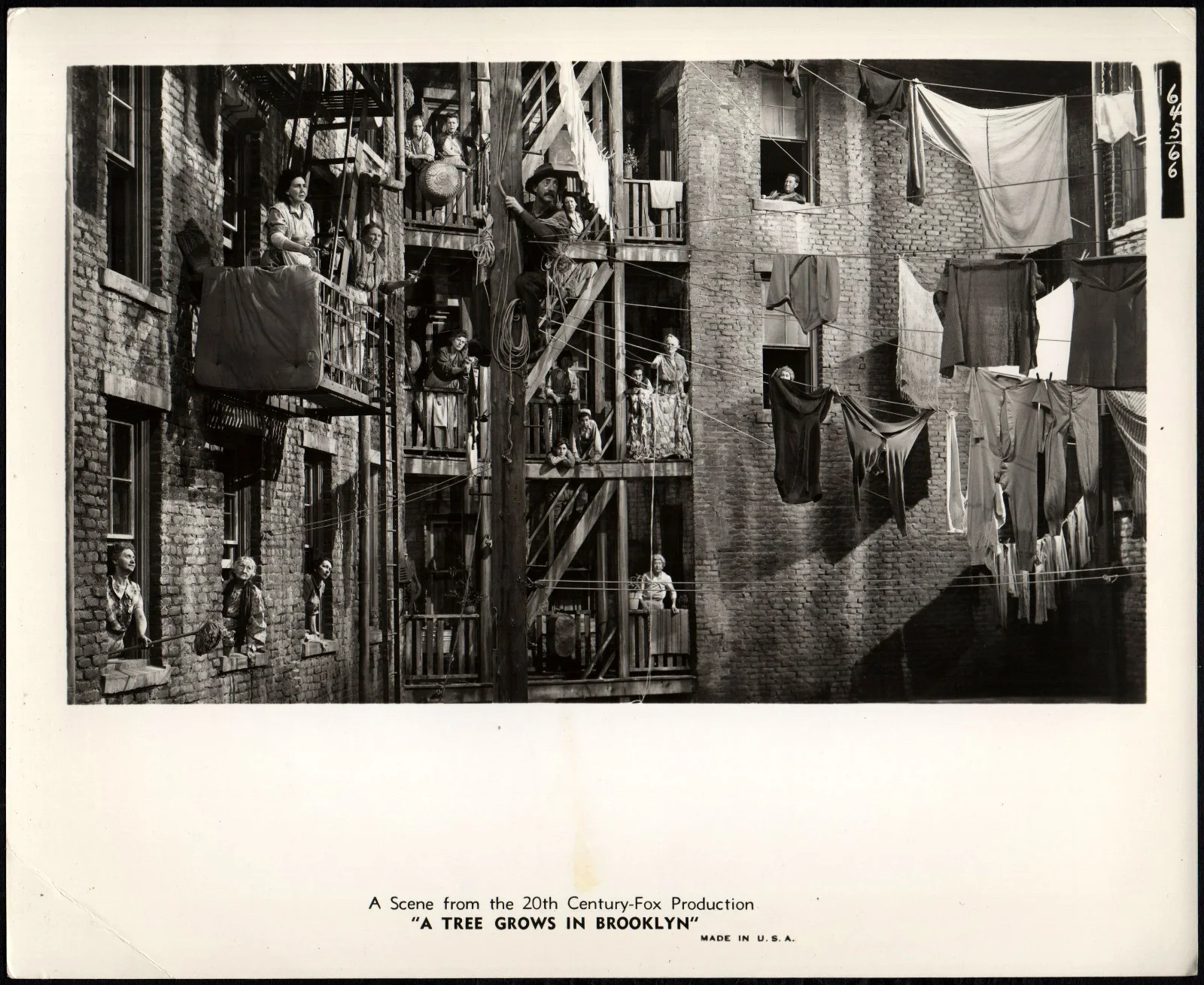 A TREE GROWS IN BROOKLYN 1945 Lloyd Nolan, Dorothy McGuire 4 STILLS, image 2