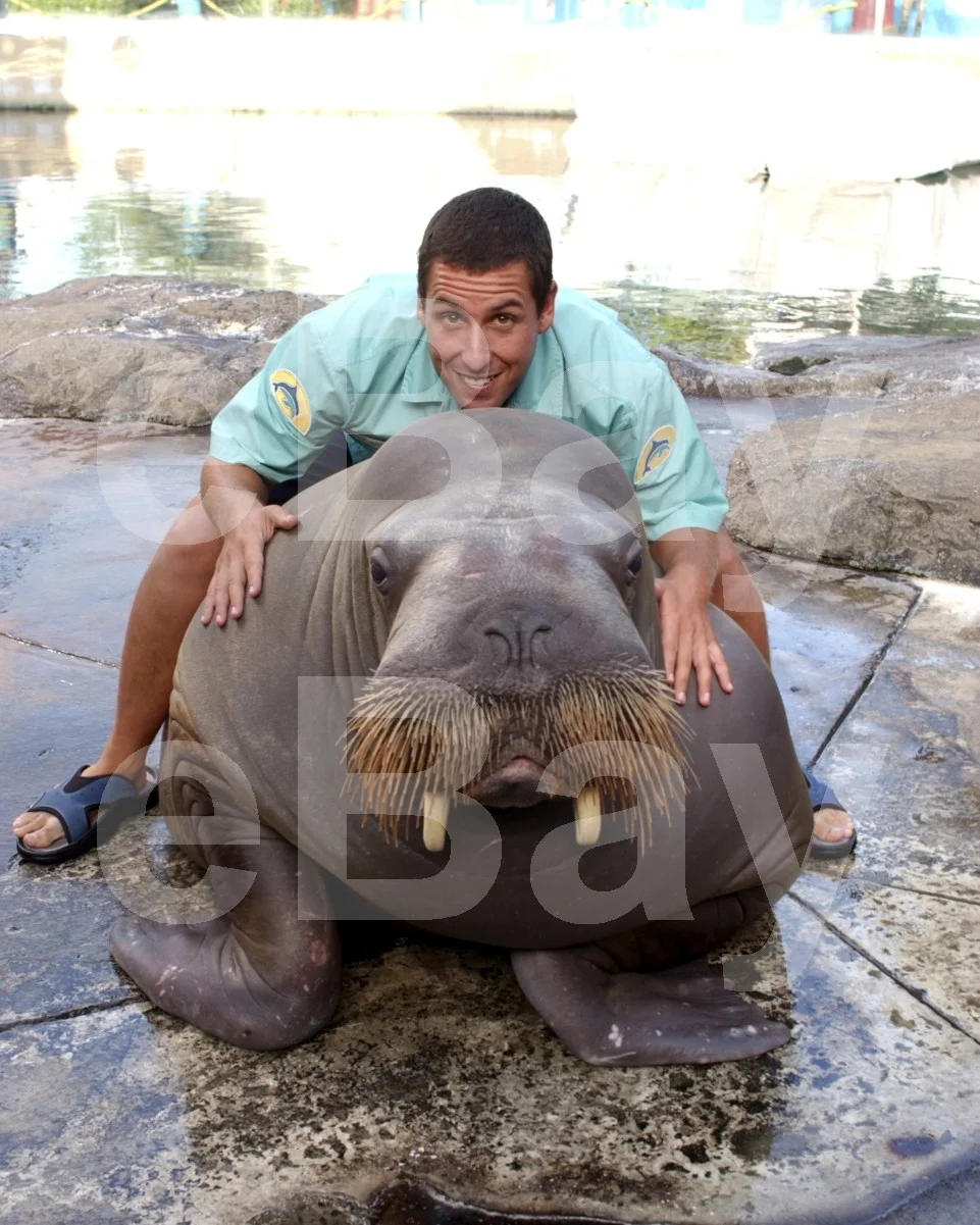 50 First Dates (2004) Adam Sandler 16x12 Photo Poster Print, изображение 4