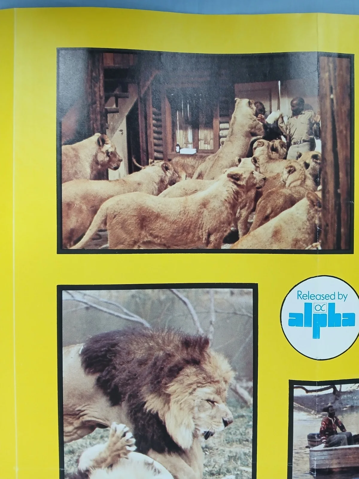 ROAR (1981) rare original UK quad poster - Tippi Hedren, Melanie Griffith, изображение 4