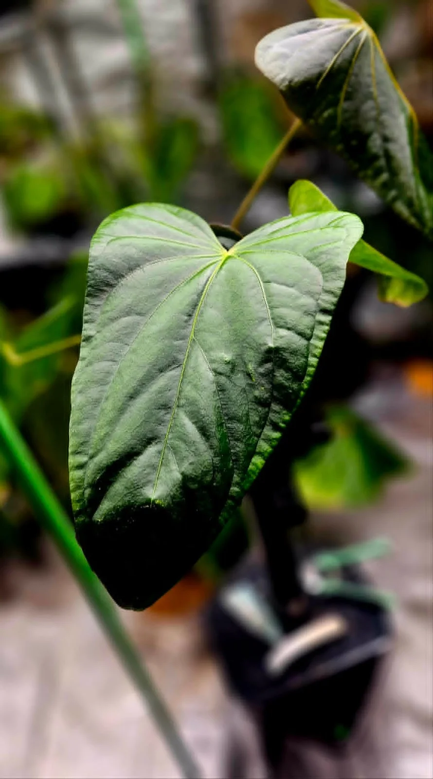 Anthurium Mr. Worldwide x Dressleri, изображение 2