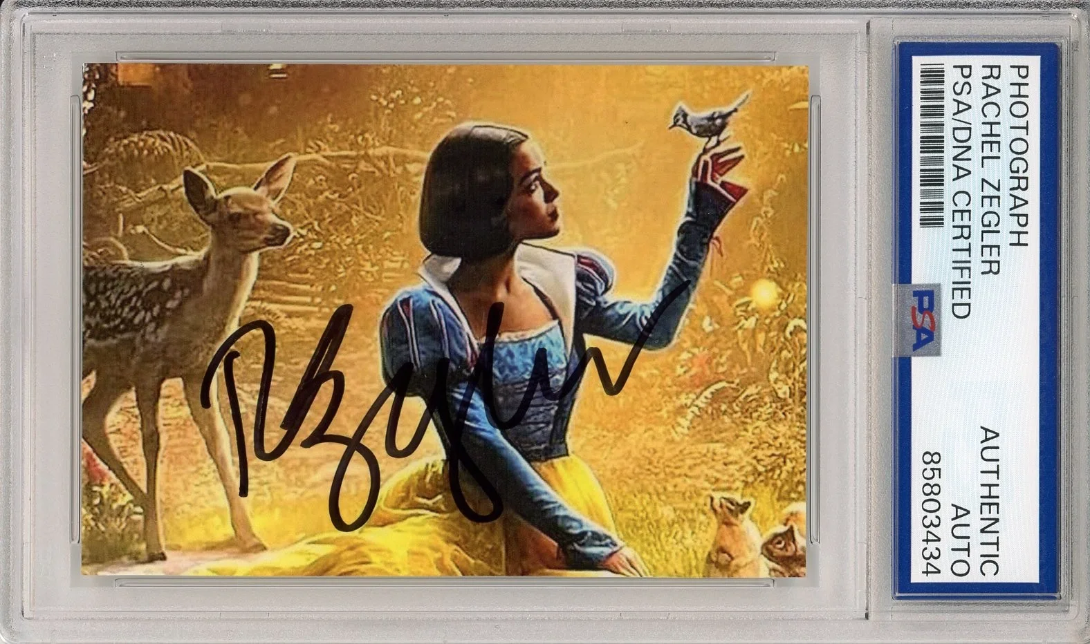 Rachel Zegler — RACHEL ZEGLER SIGNED PERFECT SNOW WHITE MOVIE PHOTOGRAPH PSA DNA COA AUTOGRAPH