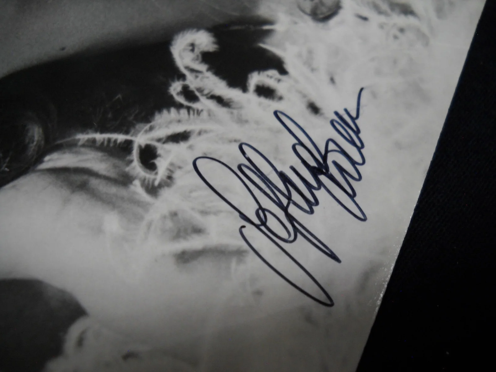 Sofia Loren — 4x6 Glossy Autographed Signed Publicity Photo Sofia Loren 1970's, image 3