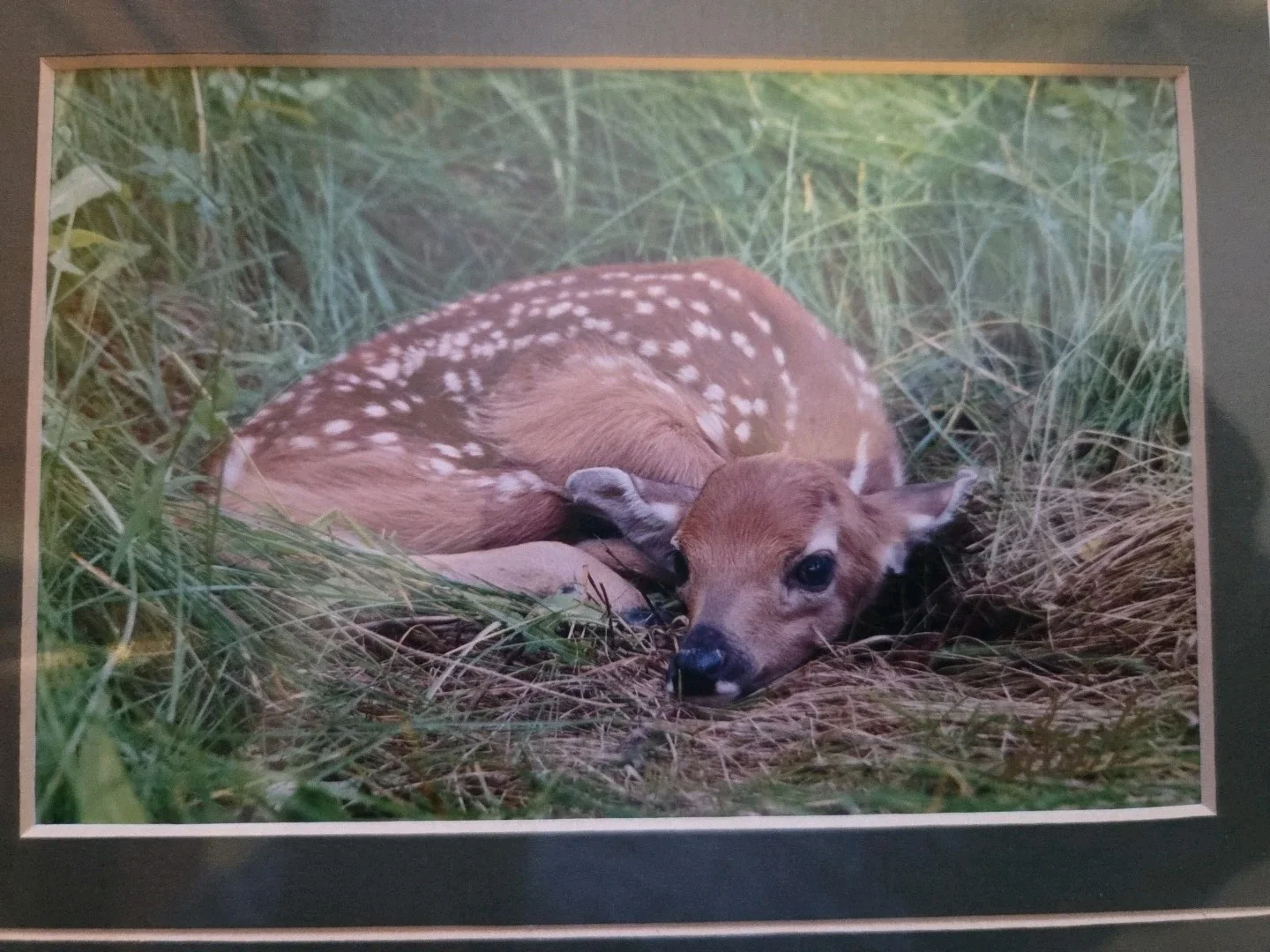 Fawn Deer Photograph On Matt 4 X 6 Matted To 8 X 10 Wendy Booth Phitography, image 2