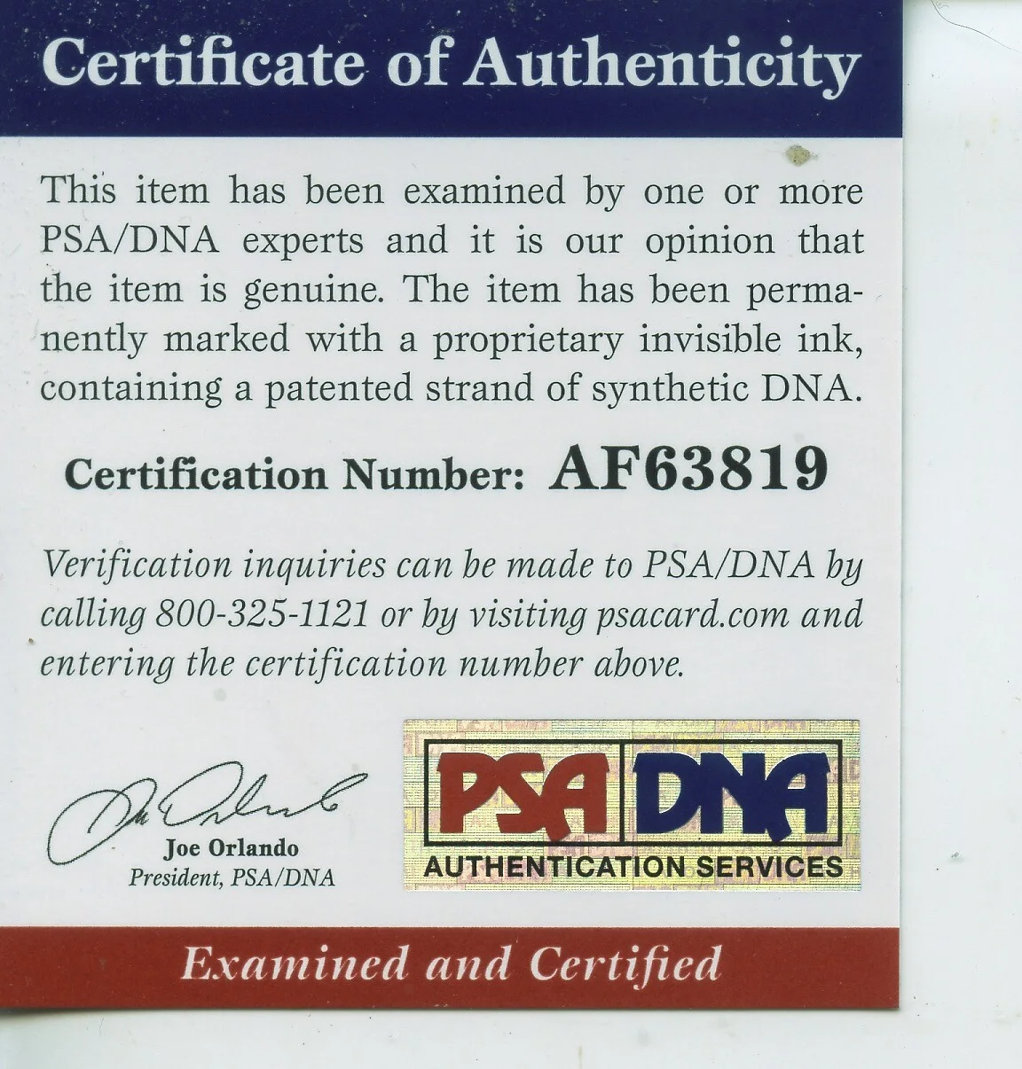 SCOTT WEINGER — SCOTT WEINGER of ALADDIN IN PERSON SIGNED 8X10 COLOR PHOTO "PSA/DNA COA", изображение 2
