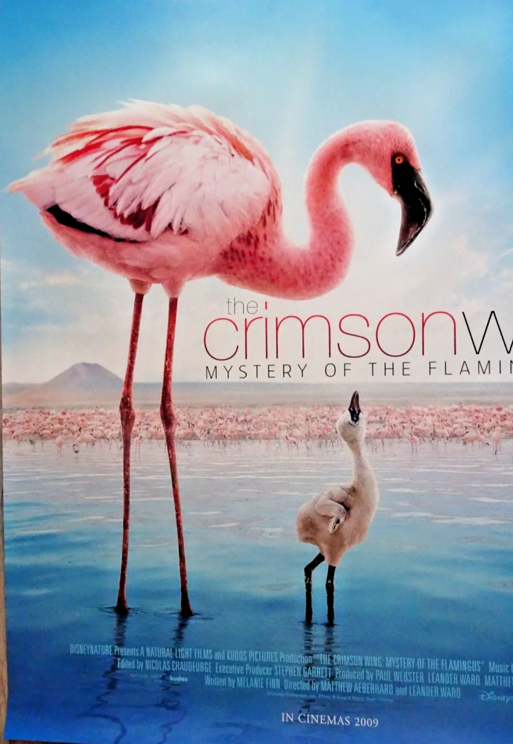 The Crimson Wing Flamingo Poster Cinema Poster One Sheet Disney Nature 2009, изображение 2
