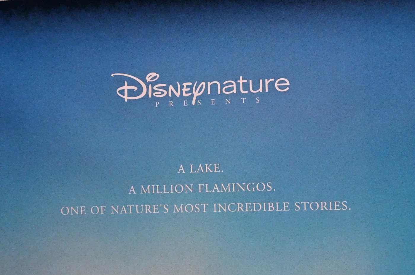 The Crimson Wing Flamingo Poster Cinema Poster One Sheet Disney Nature 2009, изображение 3