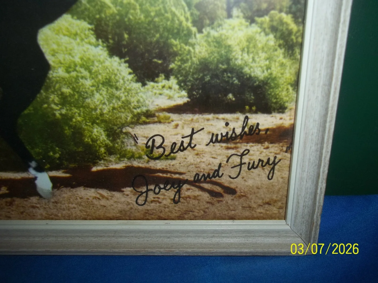 Vintage Framed, Signed Photograph of Fury and Joey, изображение 2