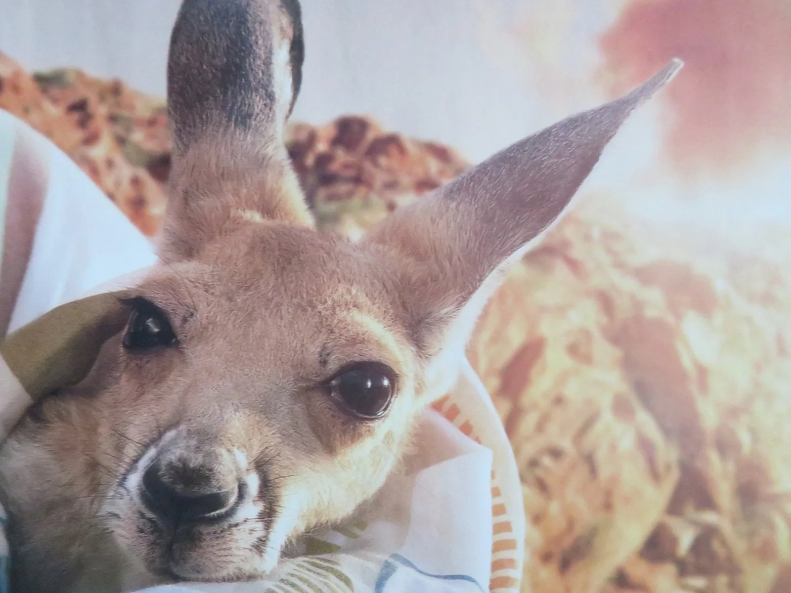 KANGAROO UK QUAD ROLLED POSTER LILY WHITELEY DEBORAH MAILMAN 2025, изображение 2