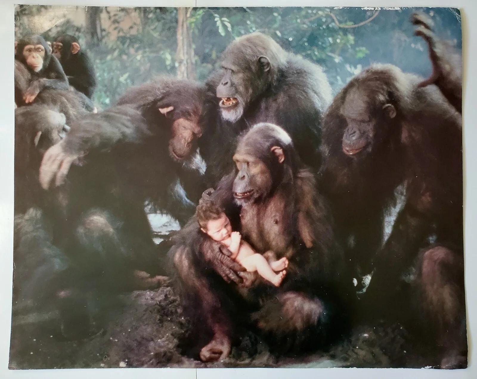 GREYSTOKE - SET OF 4 ORIGINAL LARGE 20"x16" LOBBY DISPLAY PHOTOS, LAMBERT TARZAN, image 4