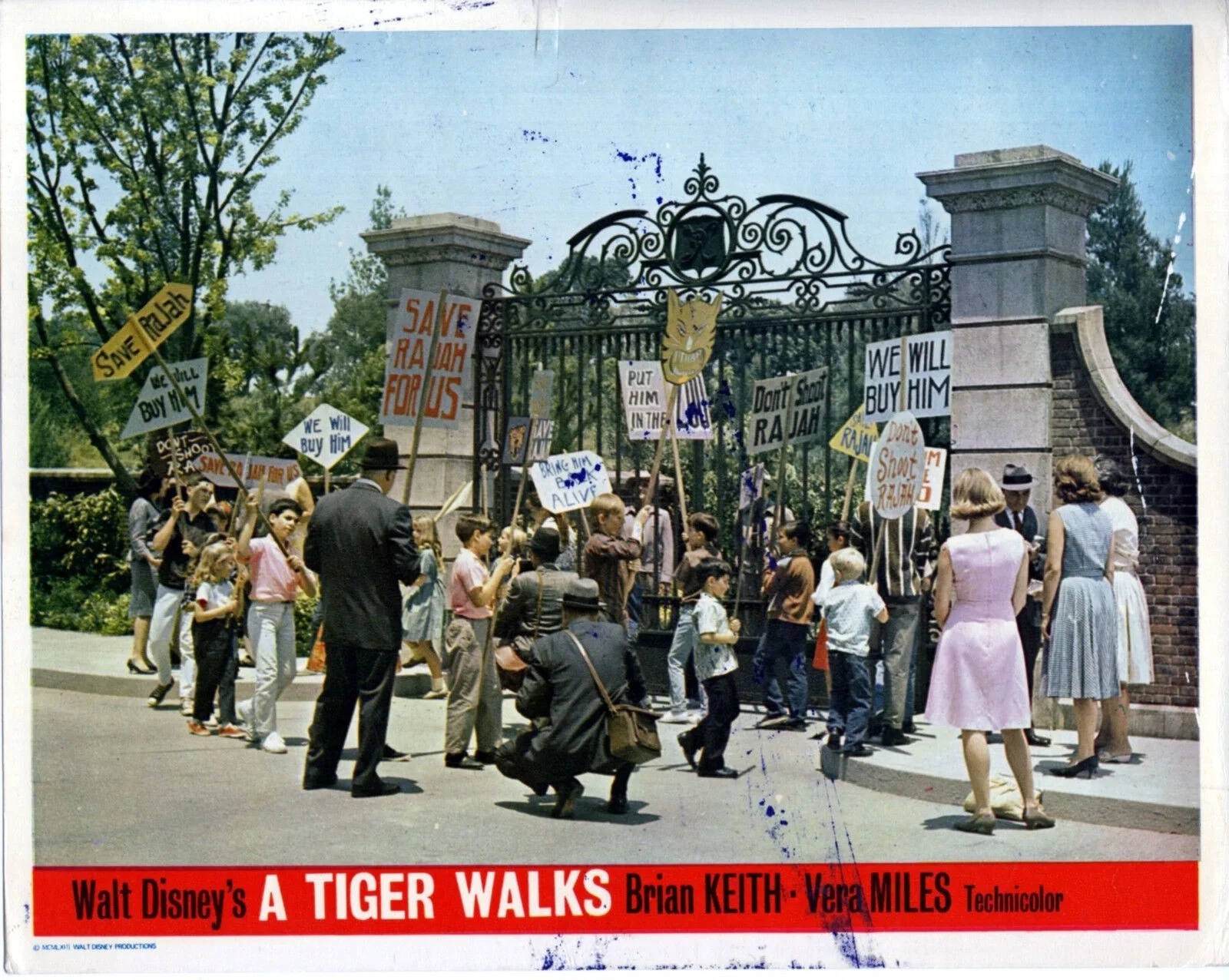 A TIGER WALKS 1964 Brian Keith, Vera Miles, Pamela Franklin 6 10x8 LOBBY CARDS, изображение 3
