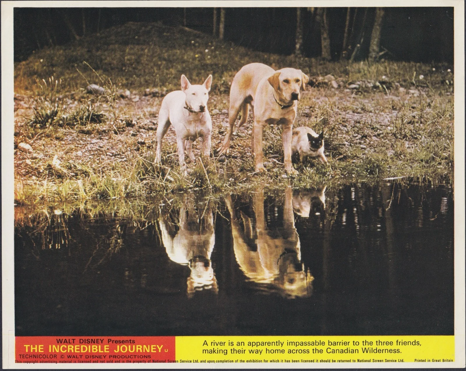 Incredible Journey 8 ORIGINAL UK FOH Lobby Cards + 3 Studio Stills Walt Disney, изображение 2