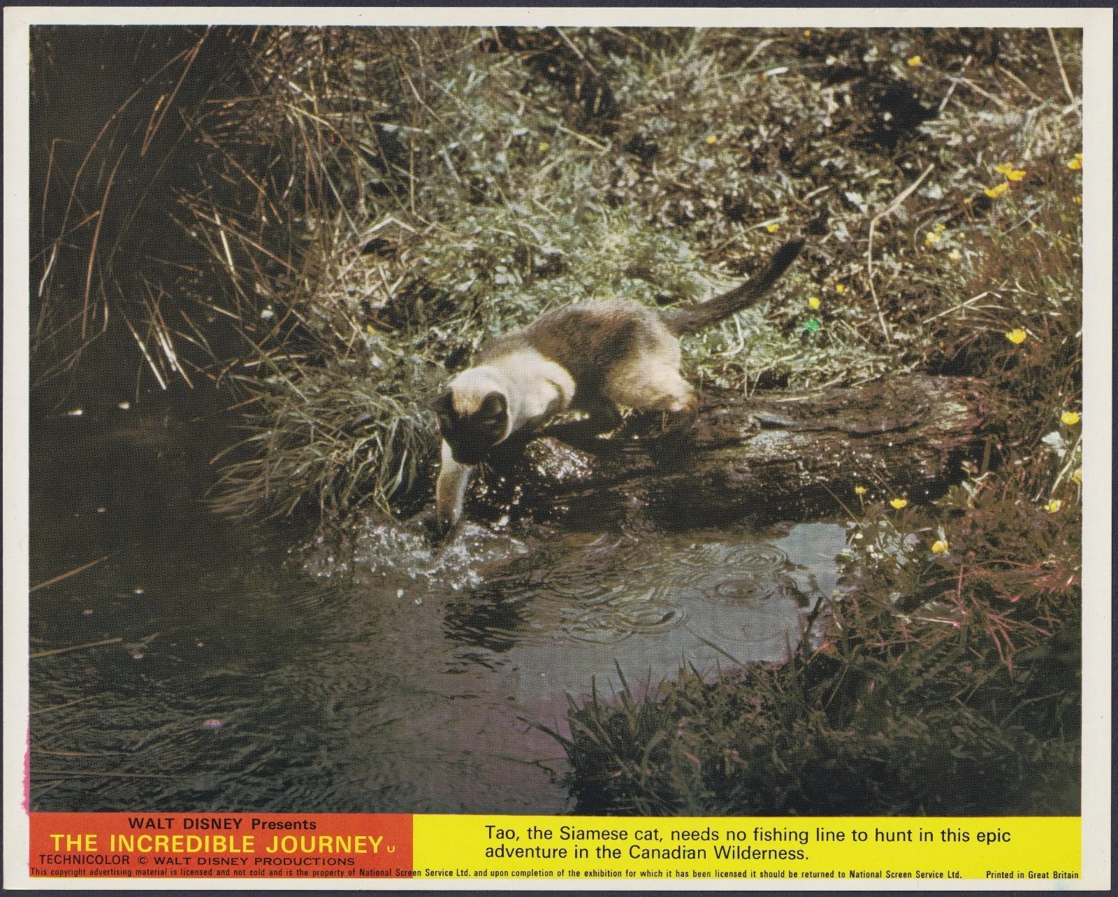 Incredible Journey 8 ORIGINAL UK FOH Lobby Cards + 3 Studio Stills Walt Disney, изображение 3