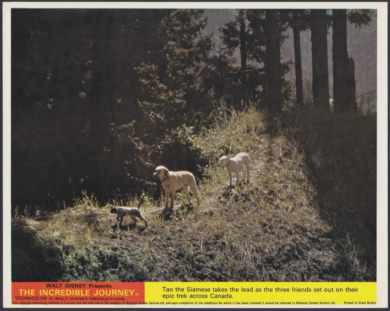 Incredible Journey 8 ORIGINAL UK FOH Lobby Cards + 3 Studio Stills Walt Disney, изображение 4