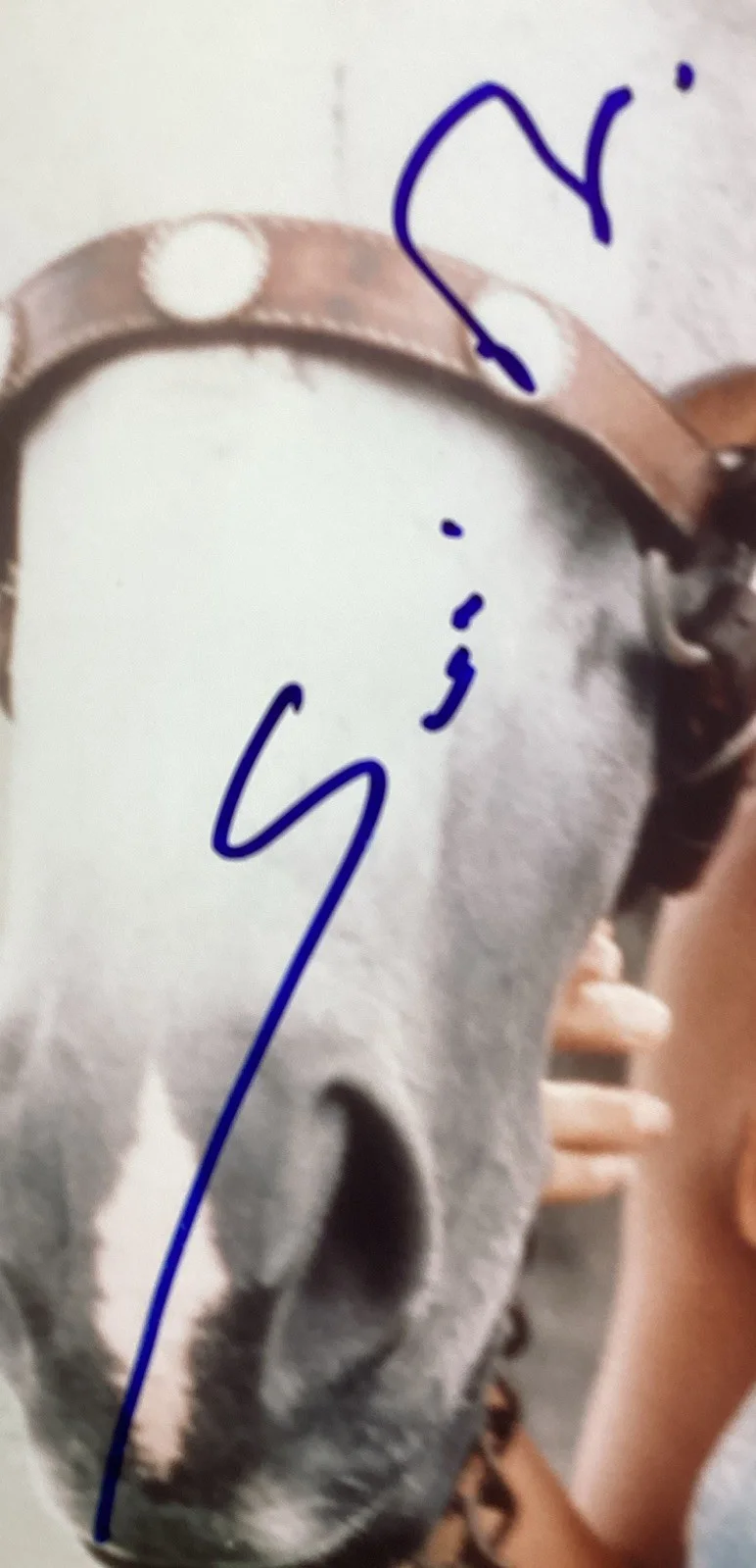 Sonia Braga — Sonia Braga Signed 8x10 Photo Hollywood Actor “Kiss of the Spider Woman” JSA, изображение 2