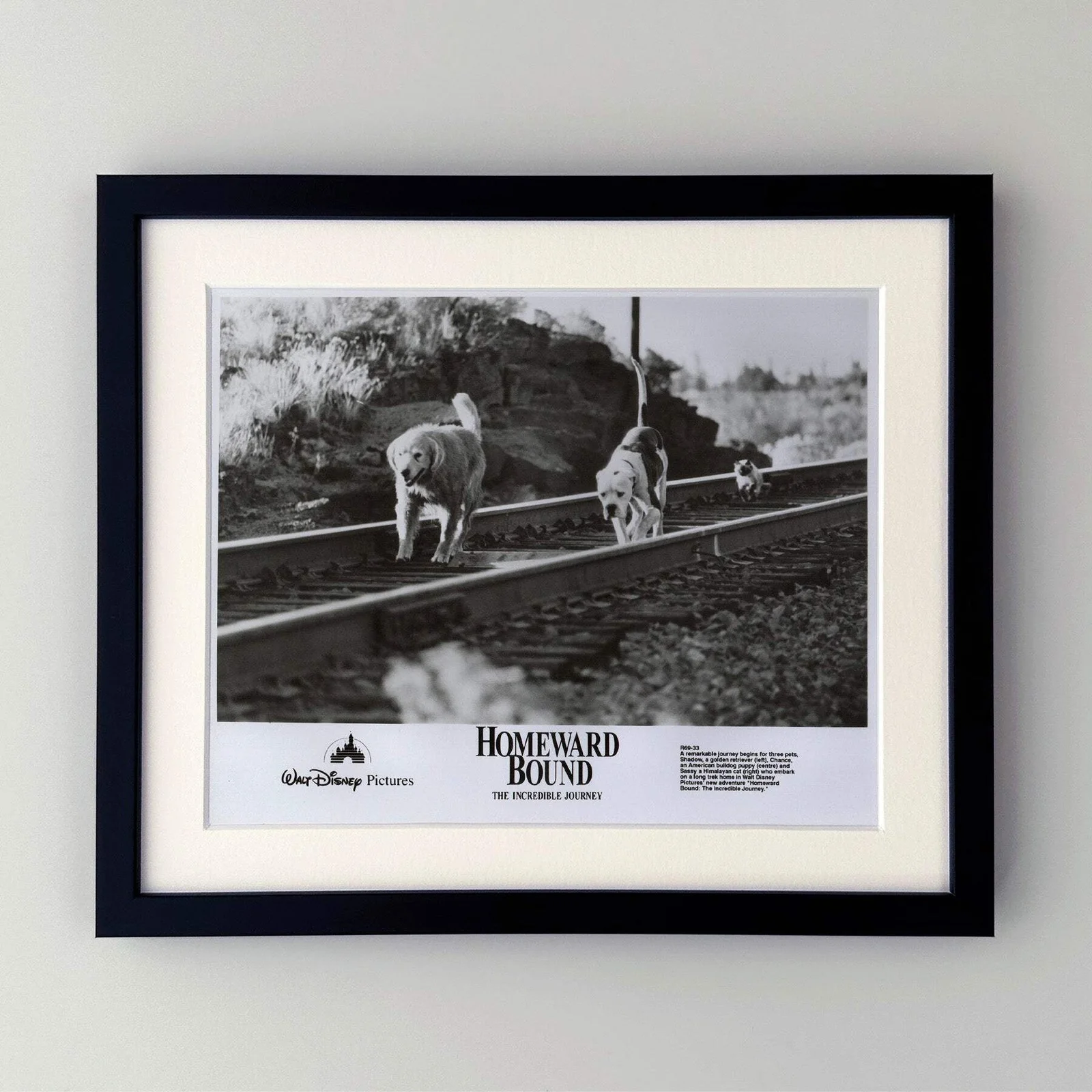 Homeward Bound (1993) Press Publicity Still - Framed, image 2