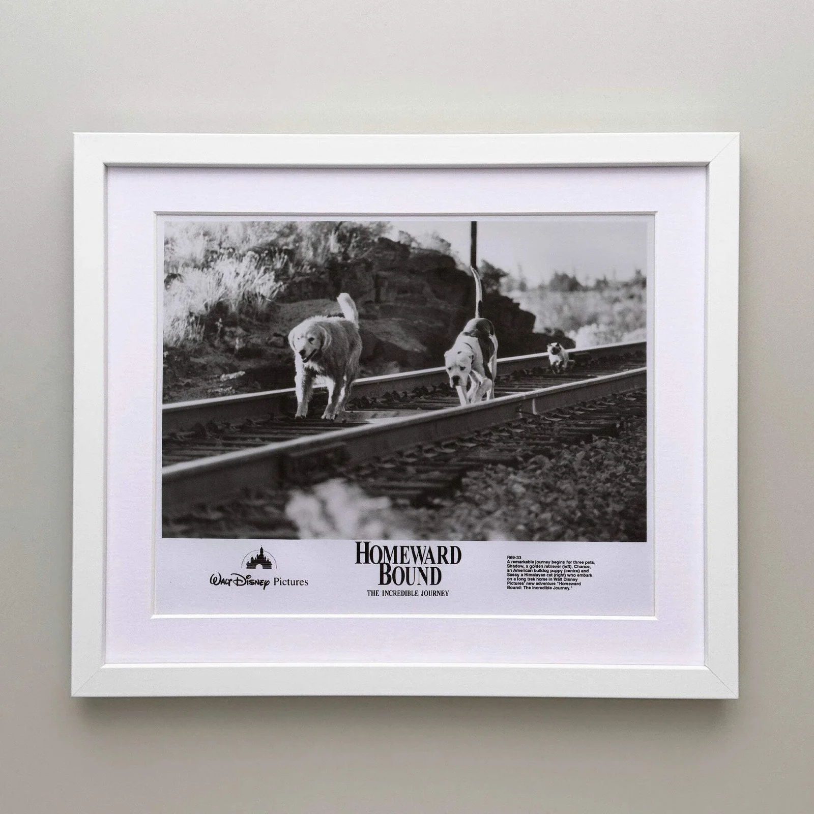 Homeward Bound (1993) Press Publicity Still - Framed, image 3