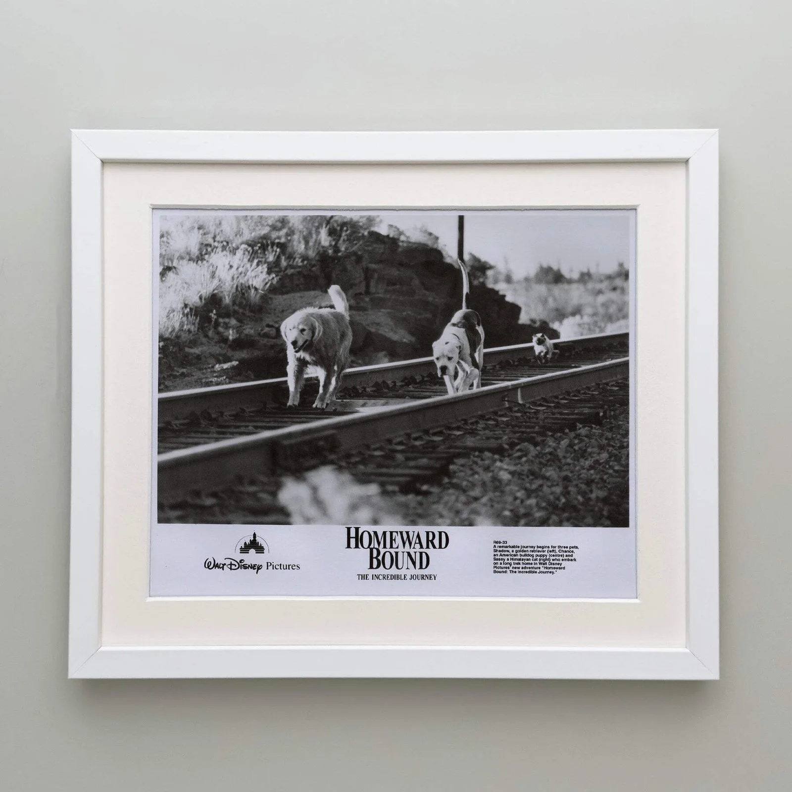 Homeward Bound (1993) Press Publicity Still - Framed, image 4