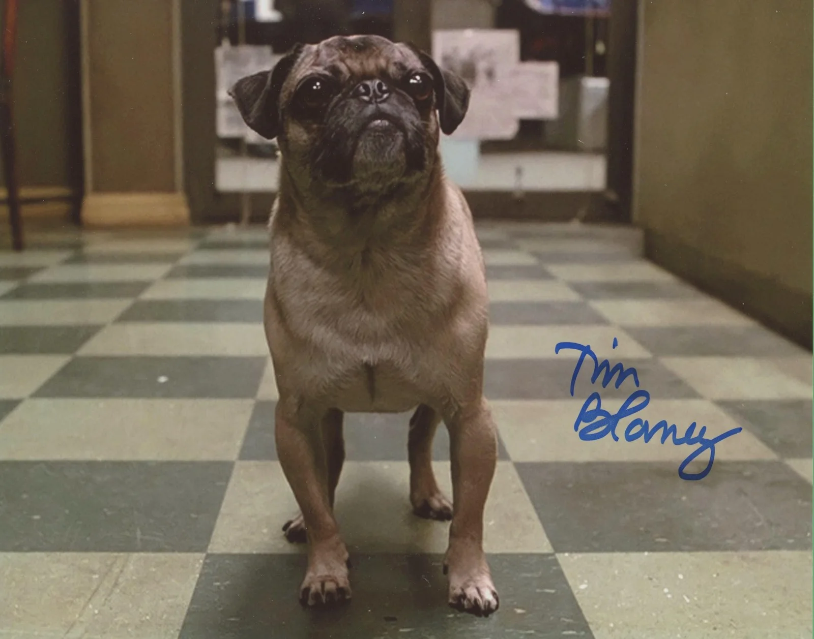 Tim Blaney — Tim Blaney "Men in Black" AUTOGRAPH Signed 'Frank the Pug' 8x10 Photo, image 2