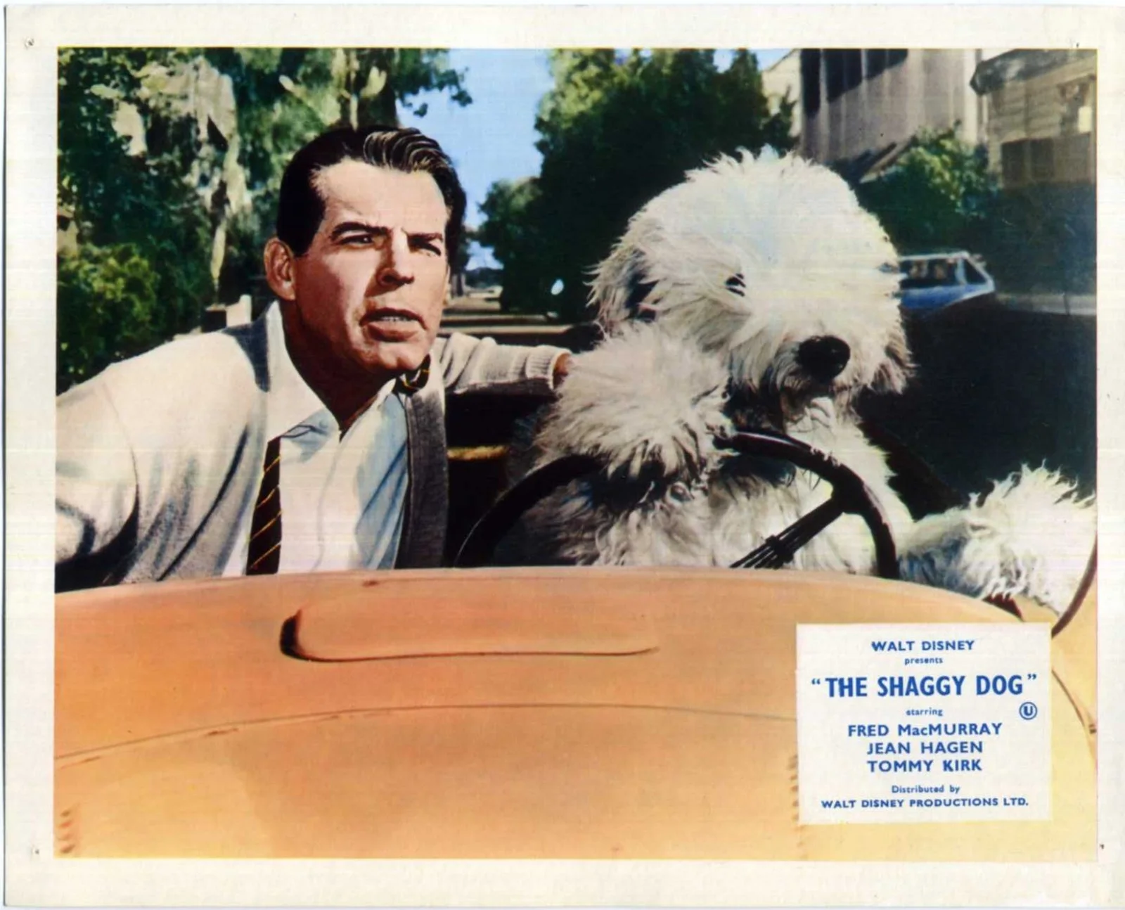 SHAGGY DOG 1959 Fred MacMurray, Jean Hagen, Tommy Kirk 10x8 LOBBY CARD SET, изображение 3