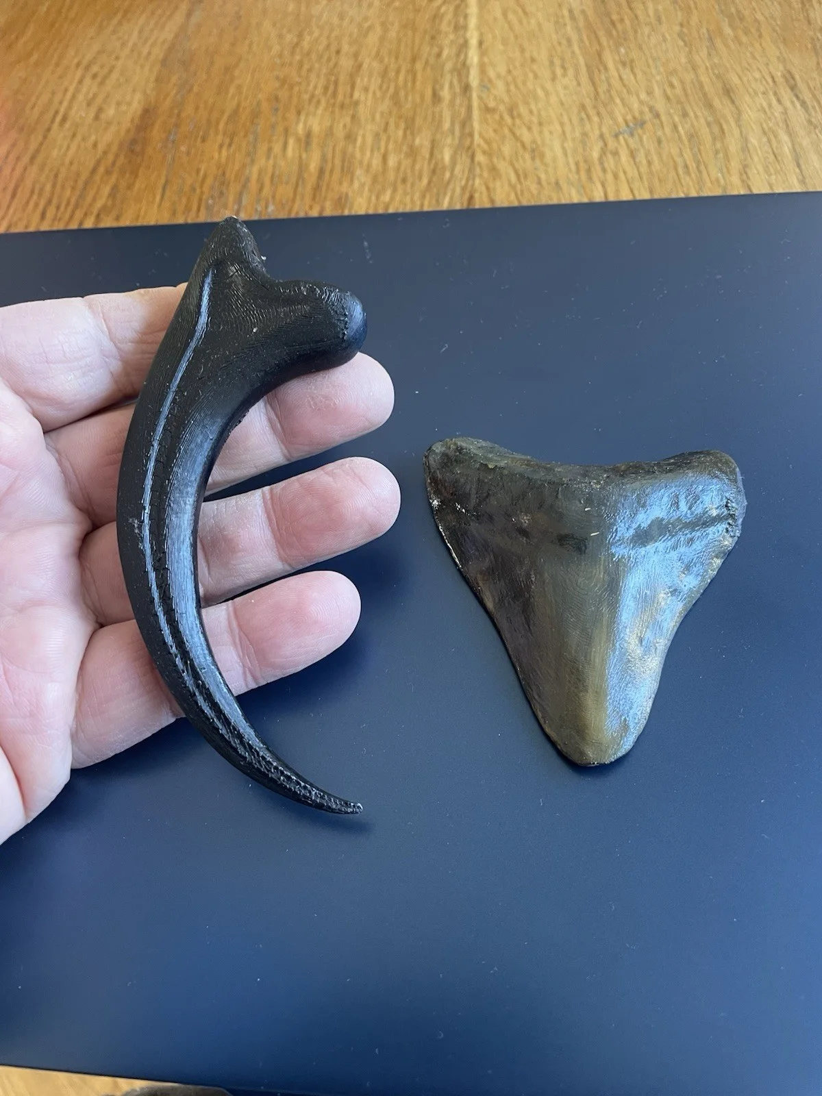 Raptor Claw And Megalodon Tooth, image 2