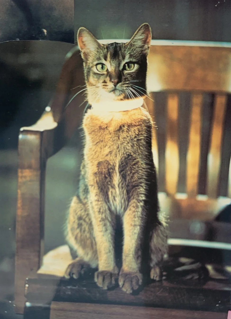 Disney THE CAT FROM OUTER SPACE 1977 2.5 x 2 Inch Transparencies x2, image 2