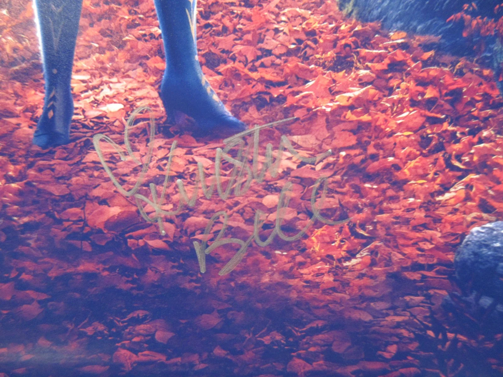 KRISTEN BELL — FROZEN ANNA KRISTEN BELL SIGNED 8" X 11" PHOTO , AUTOGRAPHED W COA, image 2