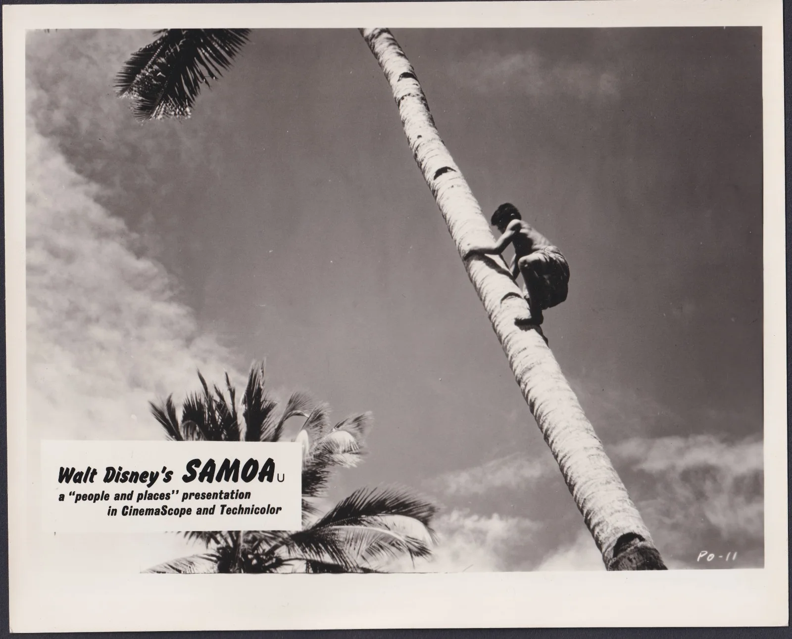 Samoa 7x ORIGINAL UK FOH Lobby Cards Walt Disney Documentary 1956, image 3