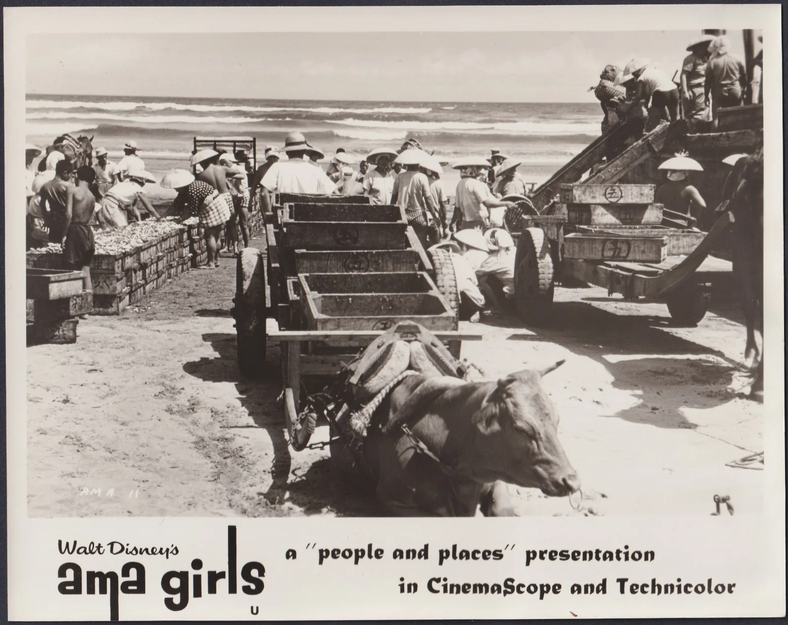 Ama Girls 8x ORIGINAL UK FOH Lobby Cards Walt Disney Documentary 1958, изображение 3