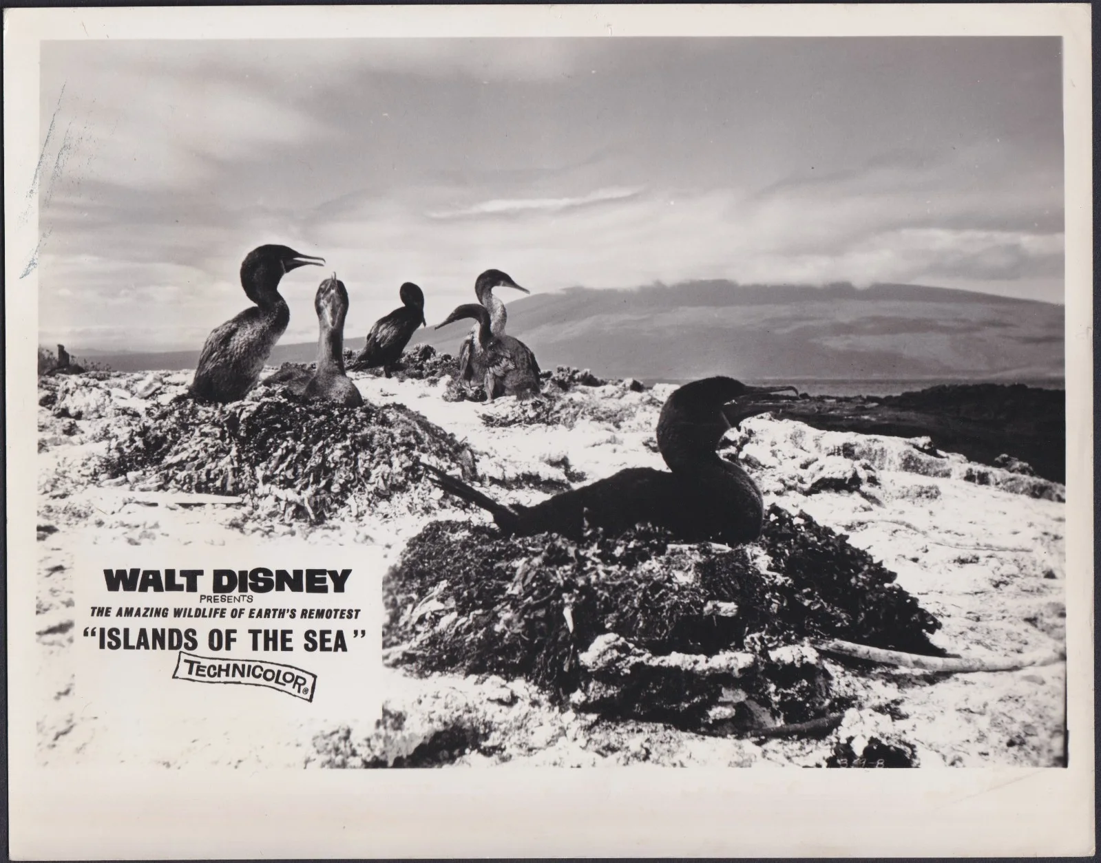 Islands of the Sea 8x ORIGINAL UK FOH Lobby Cards Walt Disney Documentary 1960, изображение 2