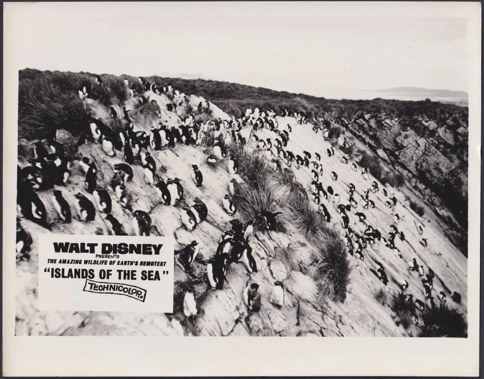 Islands of the Sea 8x ORIGINAL UK FOH Lobby Cards Walt Disney Documentary 1960, изображение 3