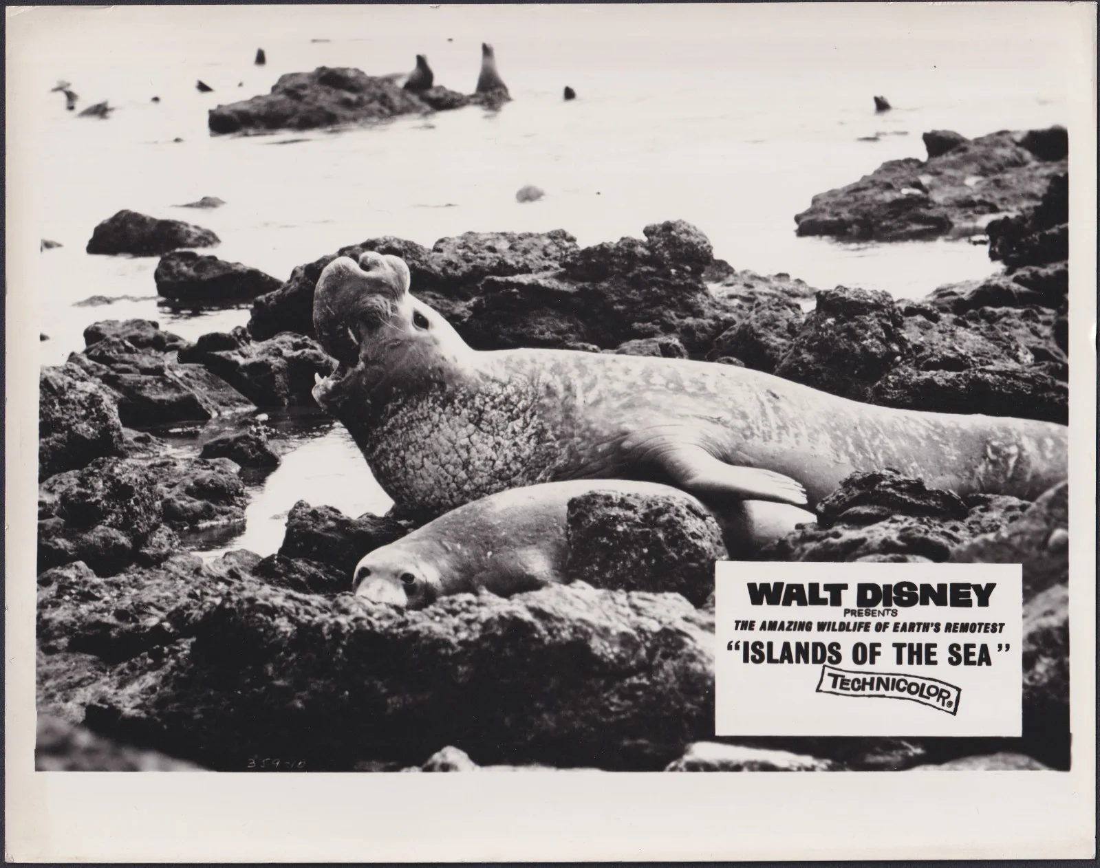 Islands of the Sea 8x ORIGINAL UK FOH Lobby Cards Walt Disney Documentary 1960, изображение 4
