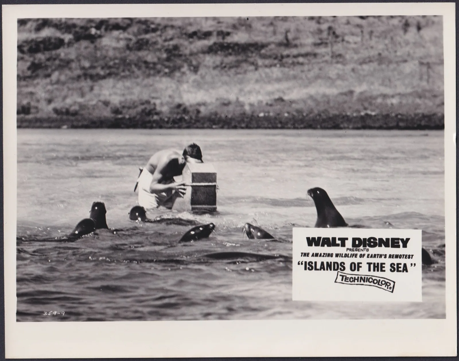 Islands of the Sea 8x ORIGINAL UK FOH Lobby Cards Walt Disney Documentary 1960, изображение 5