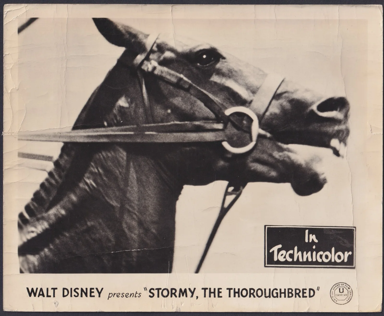Stormy The Thoroughbred 5x ORIGINAL UK FOH Lobby Cards Walt Disney 1954, изображение 2