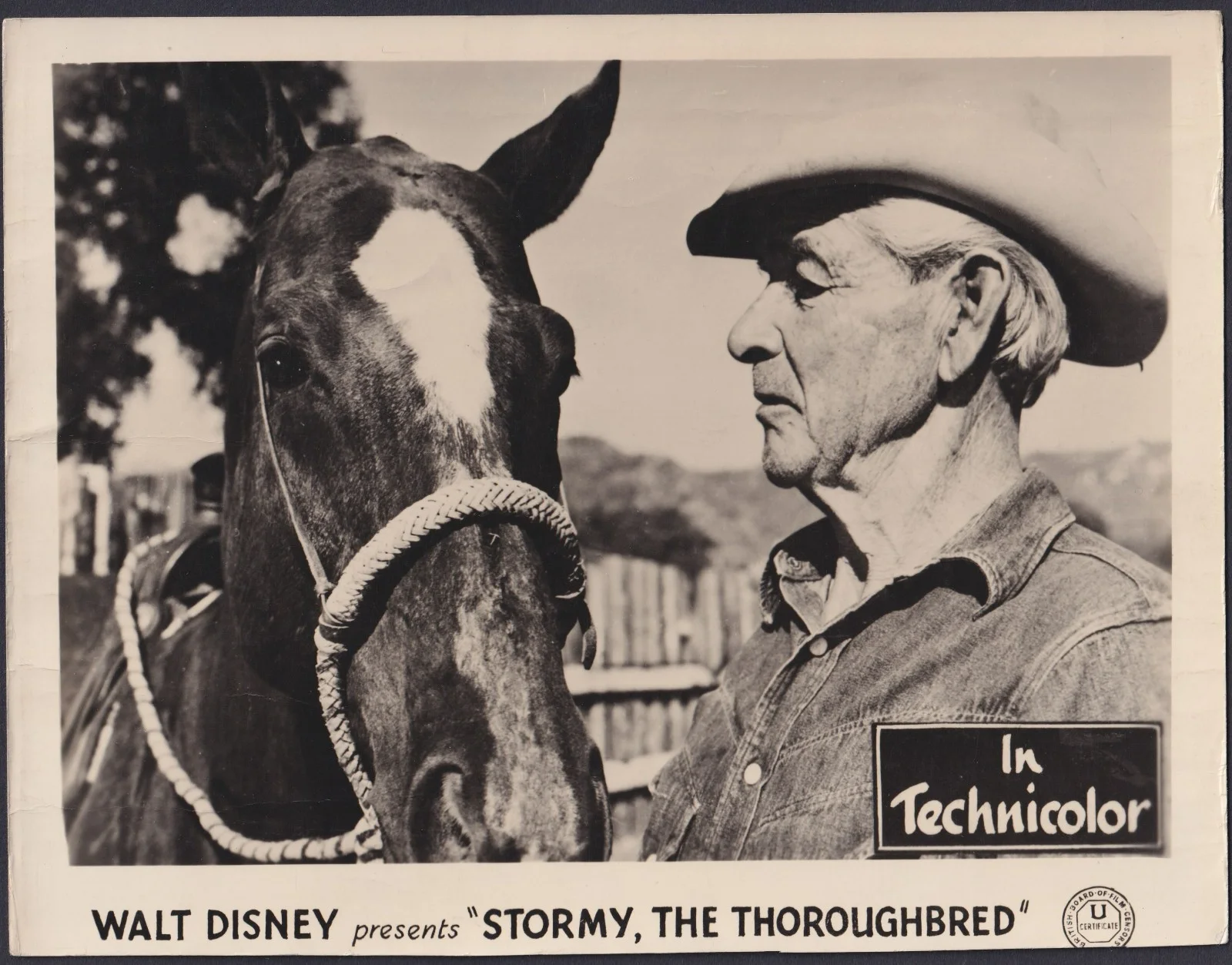 Stormy The Thoroughbred 5x ORIGINAL UK FOH Lobby Cards Walt Disney 1954, изображение 3
