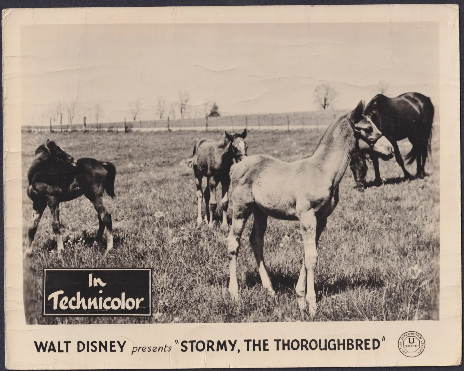 Stormy The Thoroughbred 5x ORIGINAL UK FOH Lobby Cards Walt Disney 1954, изображение 4