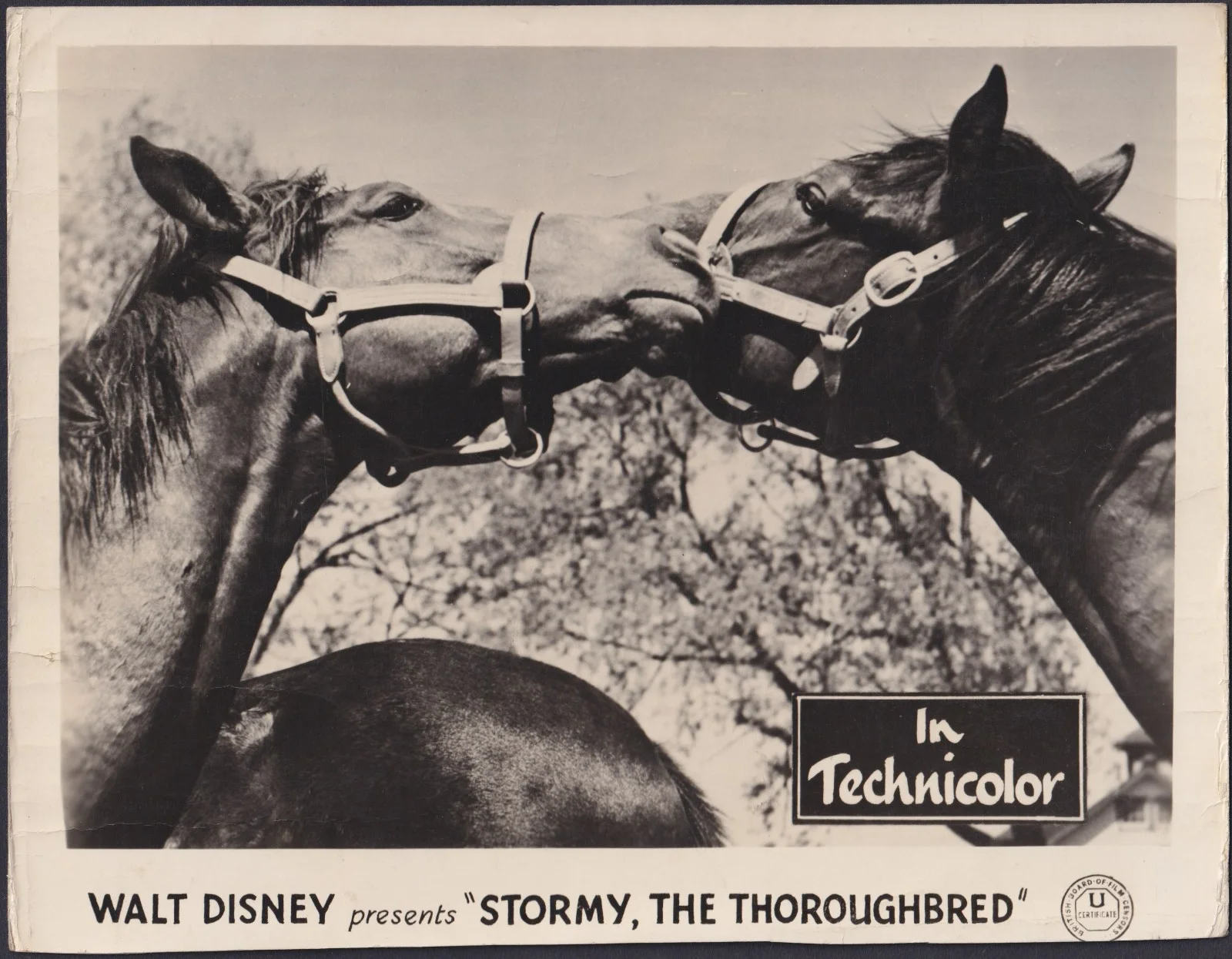Stormy The Thoroughbred 5x ORIGINAL UK FOH Lobby Cards Walt Disney 1954, изображение 5
