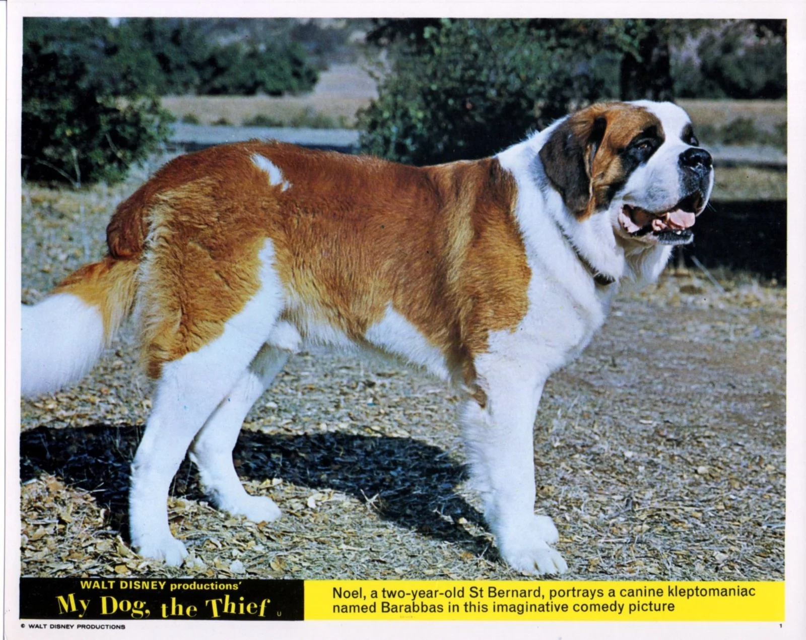 MY DOG, THE THIEF 1969 Dwayne Hickman, Elsa Lanchester UK 10x8 LOBBY SET, image 4