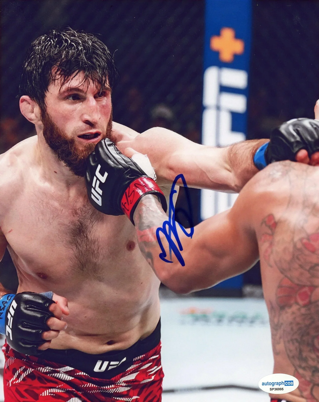 Magomed Ankalaev — Magomed Ankalaev AUTOGRAPH Signed UFC Fighter MMA Autographed 8x10 Photo ACOA, изображение 2