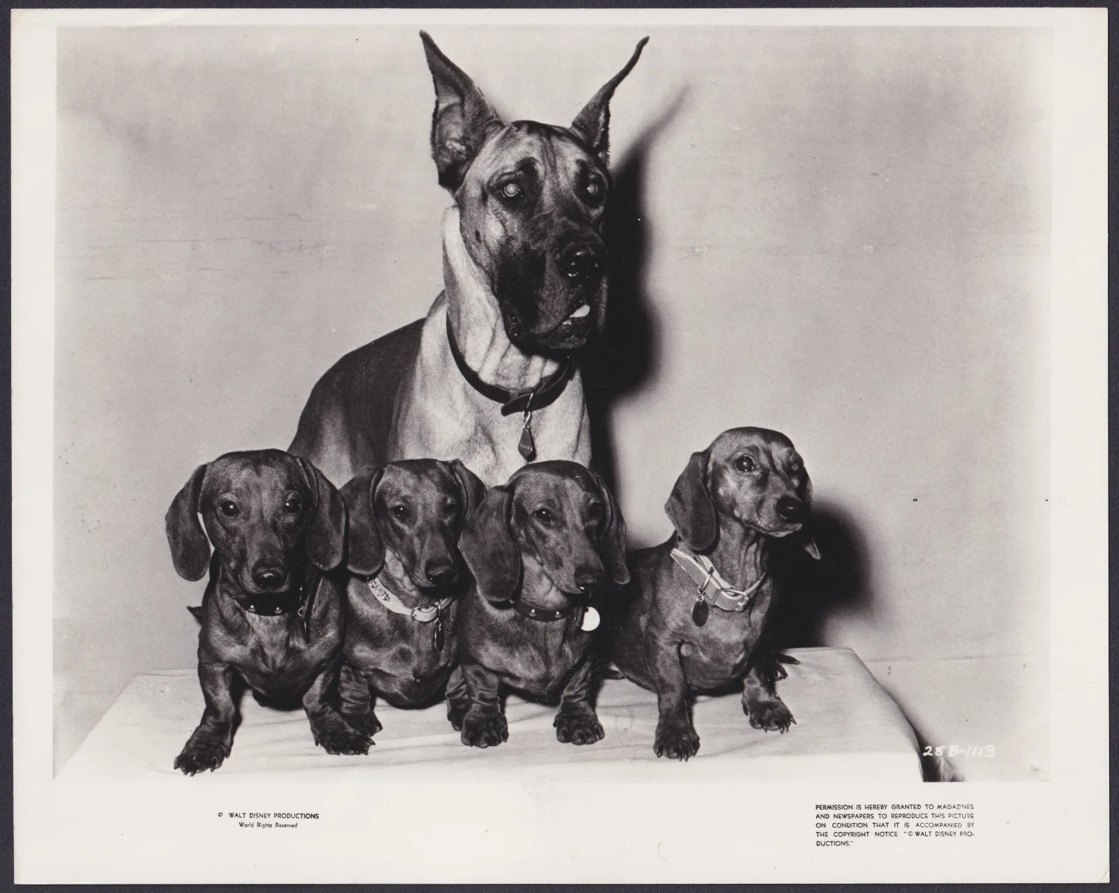 Ugly Dachshund 8x ORIGINAL UK FOH Lobby Cards + 2 Studio Stills Disney 1962, изображение 2